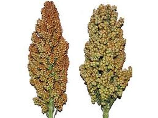 Sorgo
